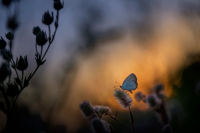 蝴蝶栖息在花瓣上的选择性聚焦摄影
